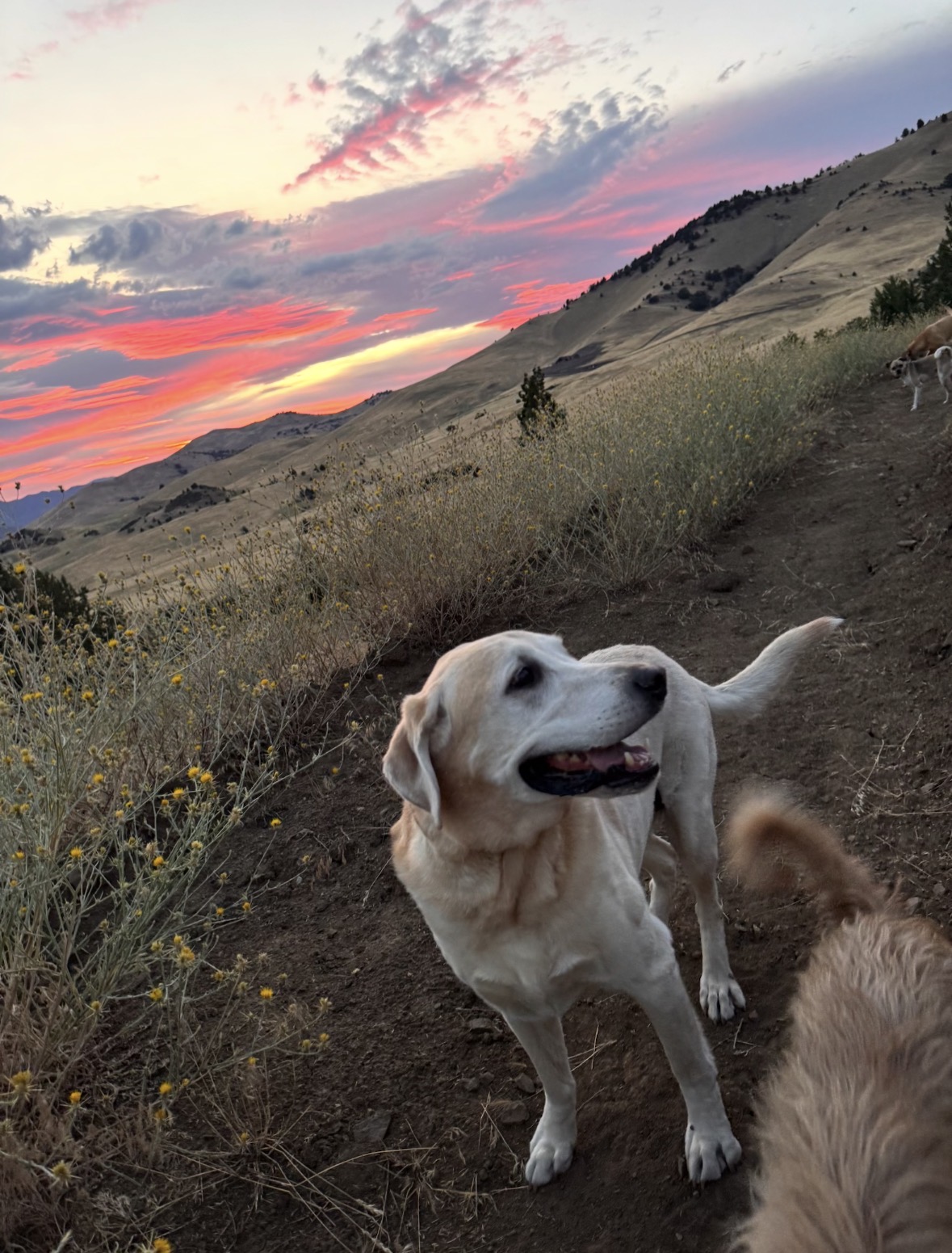 Rocky enjoying an off-leash hillside outing at sunset